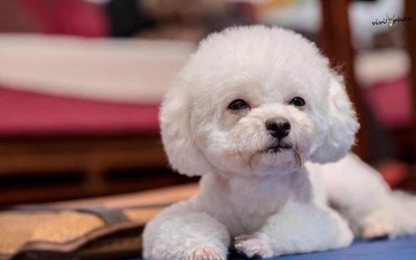 狗狗可以吃剩飯剩菜嗎