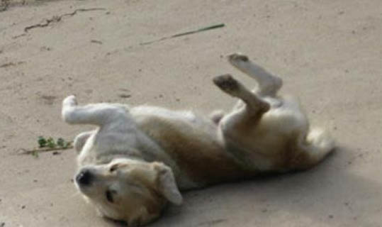 狗狗例假后第幾天可以洗澡