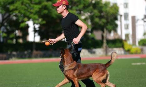 狗狗喜歡吃訓犬糧的原因有哪些