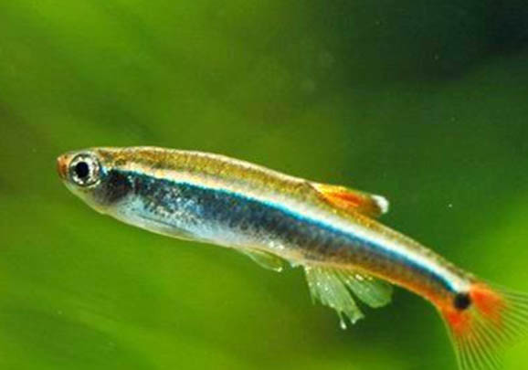 魚側翻快死加鹽能活嗎