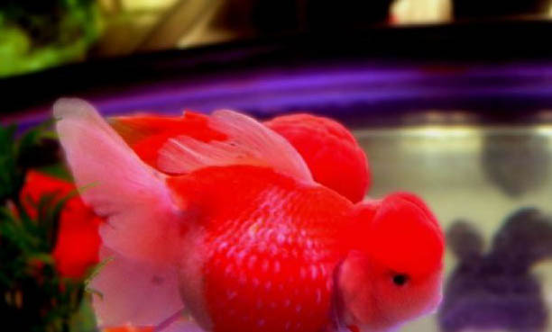 金魚不換水能活多久