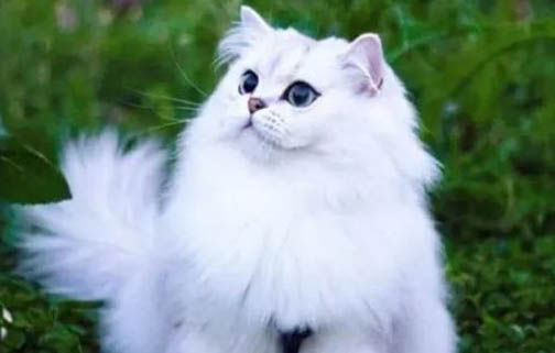 金吉拉和長毛銀漸層的區別是什么