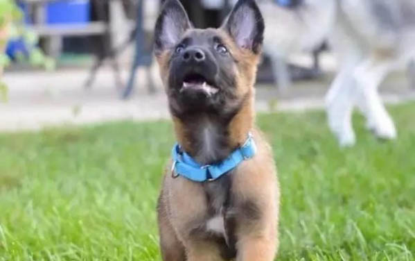 狗狗誤食巧克力怎么辦？