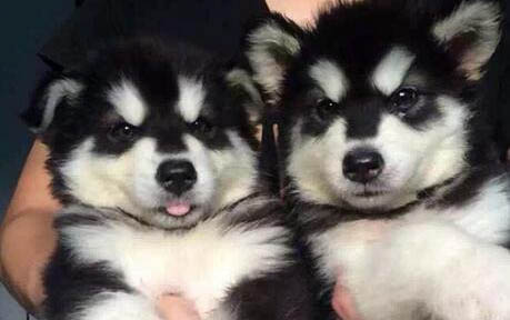 阿拉斯加犬怎么看純不純