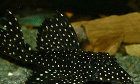 黃金達(dá)摩異型魚好養(yǎng)嗎