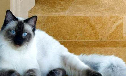 長(zhǎng)毛銀漸層和金吉拉的區(qū)別