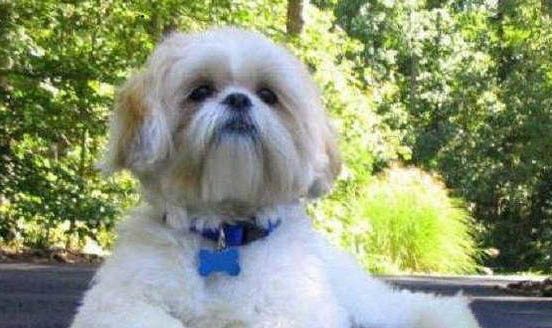 西施犬需要斷尾嗎