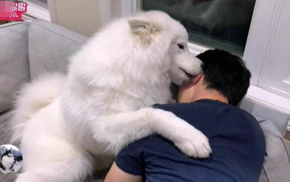 薩摩耶犬為何會嘔吐