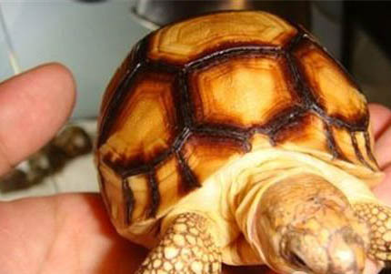 緬甸陸龜能活多久