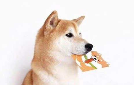 柴犬衰老會有哪些表現(xiàn)？