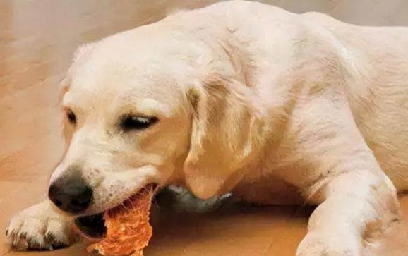 狗狗在哪里可以配種
