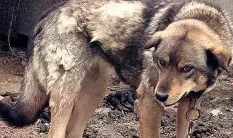 中華田園犬冬天怕冷嗎