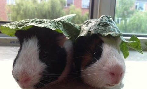 荷蘭豬親近人的方法