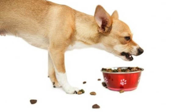 狗狗一天上一次廁所會憋壞嗎