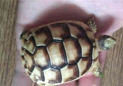 緬甸陸龜能活多久