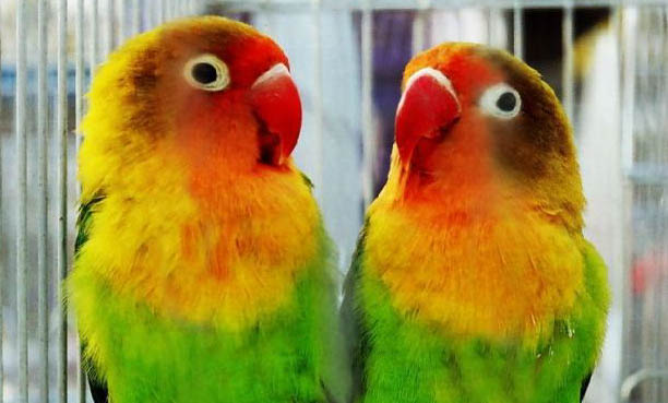 鸚鵡發(fā)抖的原因有幾種