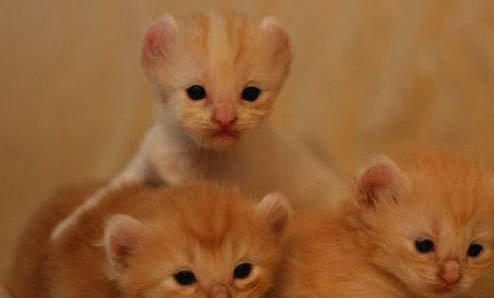 美國(guó)卷耳貓呼吸道感染的原因及處理方法