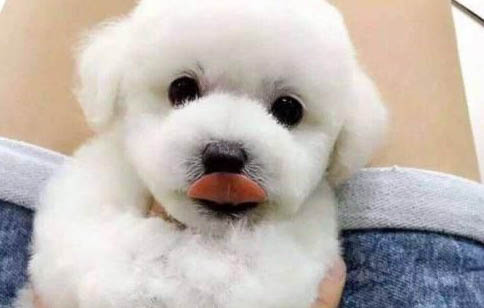 狗狗可不可以人工受精？