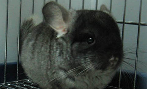 龍貓一般能活多少歲