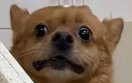 狗狗可以吃蛋黃嗎