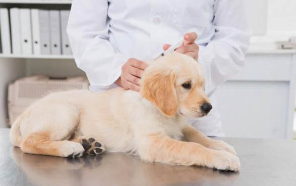 拉布拉多多少錢一只幼犬最便宜的
