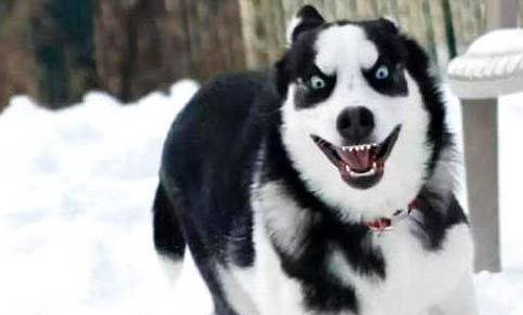 夏天喂養哈士奇小常識