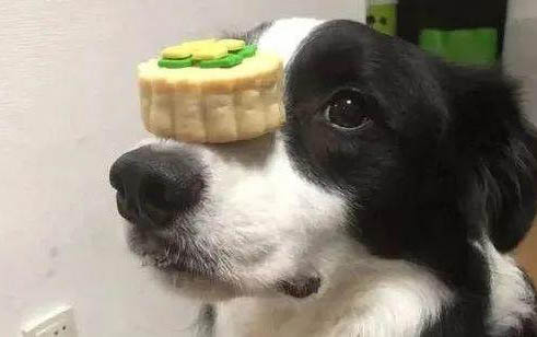 狗狗得細(xì)小一般熬過多少天就沒事了