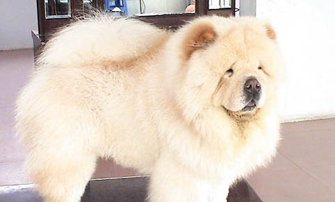 熊獅犬和松獅犬哪個好