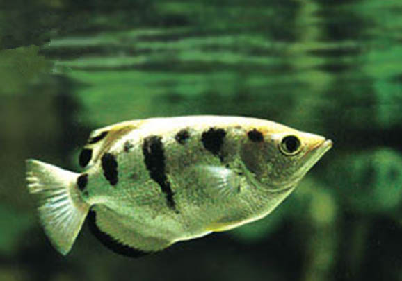 金魚嘴爛了是什么原因