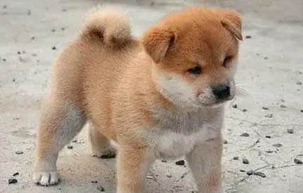 什么品種狗最聰明