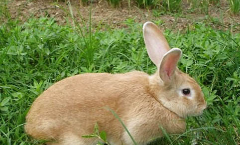 幼兔多大開始防球蟲