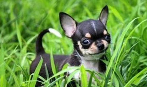 訓練吉娃娃大小便