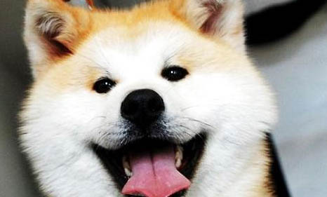 如何區分秋田犬和柴犬