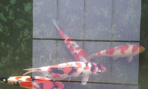 黃金錦鯉和黃金龍鳳的區別