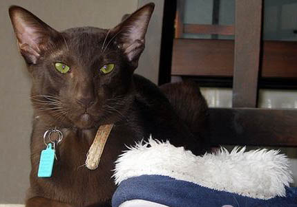 哈瓦那犬真菌感染的原因及處理方法