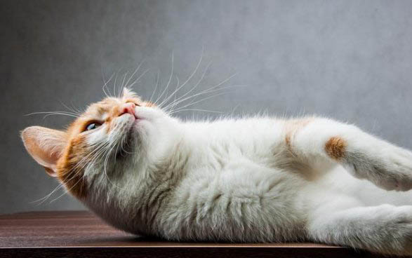 孕貓生產(chǎn)前腹瀉