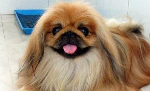 北京犬飼養方法和注意事項