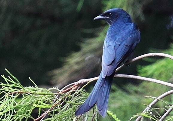 逆戰黑卷尾為什么攻擊人