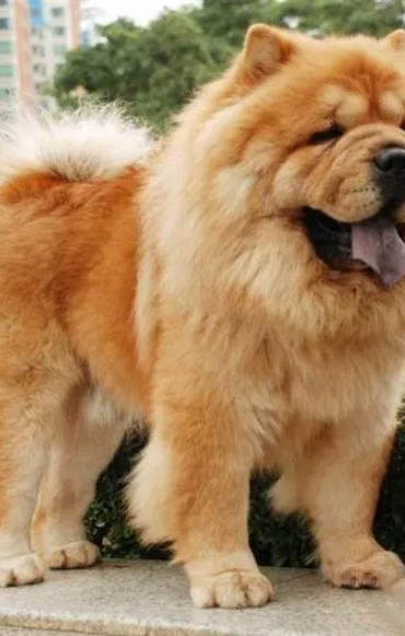 松獅吃什么狗糧比較好