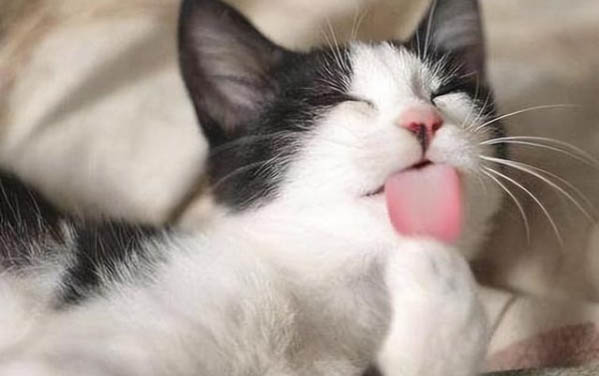 小貓多大打狂犬疫苗