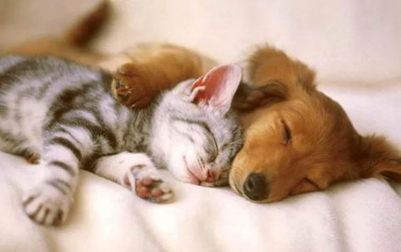 狗狗濕疹的癥狀和防治