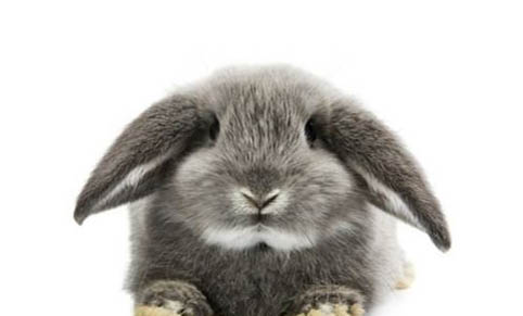飼養寵物兔注意什么