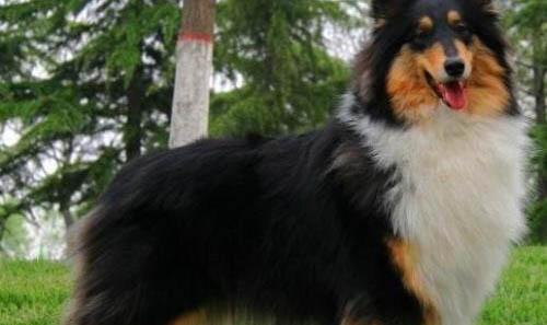 英國古代牧羊犬肥胖怎么減肥