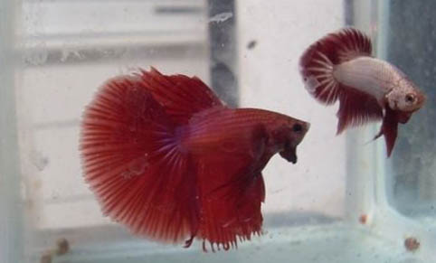 六角龍魚能長多大