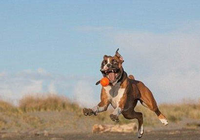 拳師犬和杜賓哪個好