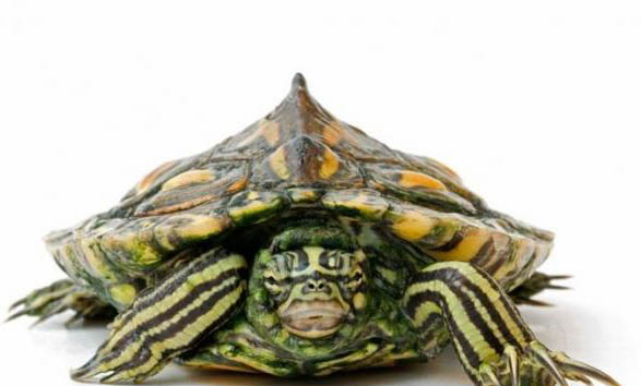 地圖龜是不是深水龜