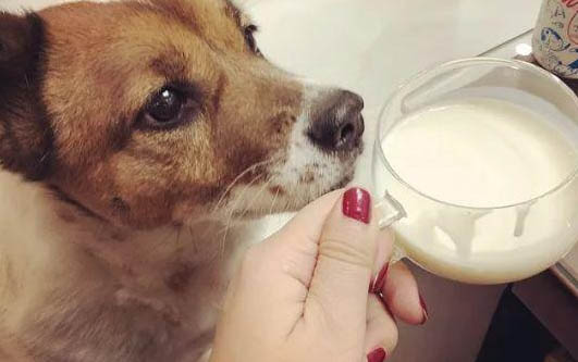 狗狗生病了不吃飯還吐怎么辦還沒精神?