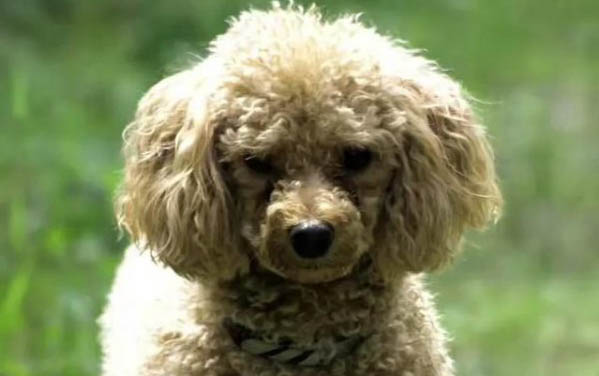 狗狗得細小的表現