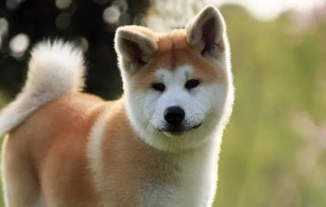 秋田犬和柴犬區(qū)分