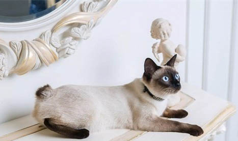 短尾貓有哪些特點